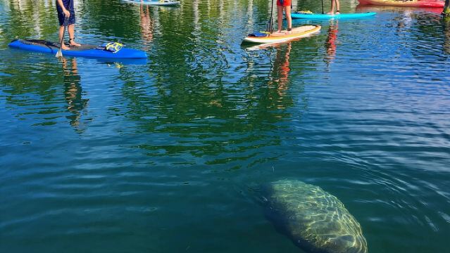 Explora los arroyos de manglares con un alquiler de kayak doble durante todo el día