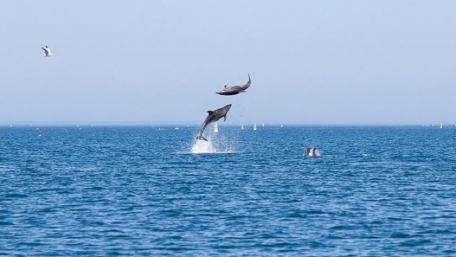 Small Group Dolphin and Wildlife Watching Tour in Faro