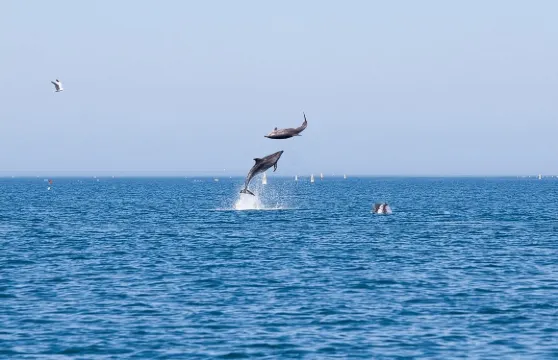 法魯小團體海豚與野生動物觀賞之旅