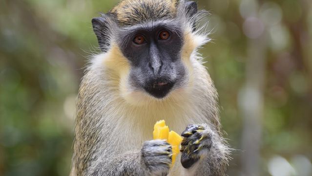 私人全日巴巴多斯遊覽