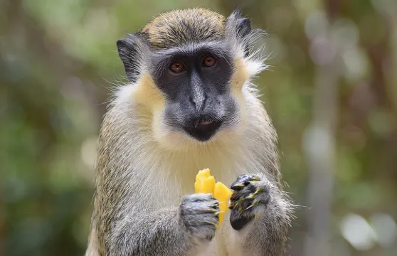 私人全日巴巴多斯遊覽