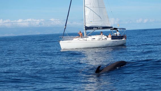 Private Yacht Tour With Whale and Dolphin Watching 33 Foot Boat