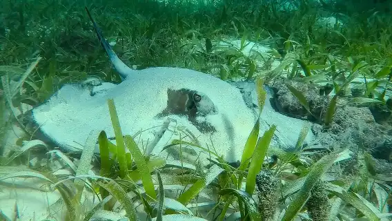 Private (only you) Reef Snorkeling in Puerto Morelos 2x40 minutes