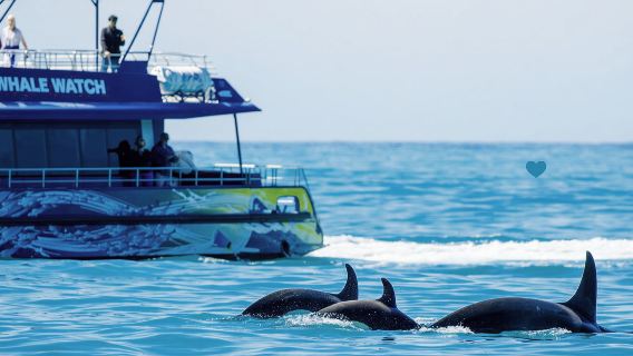 Excursión de avistamiento de ballenas en Kaikoura (crucero/vuelo opcional)