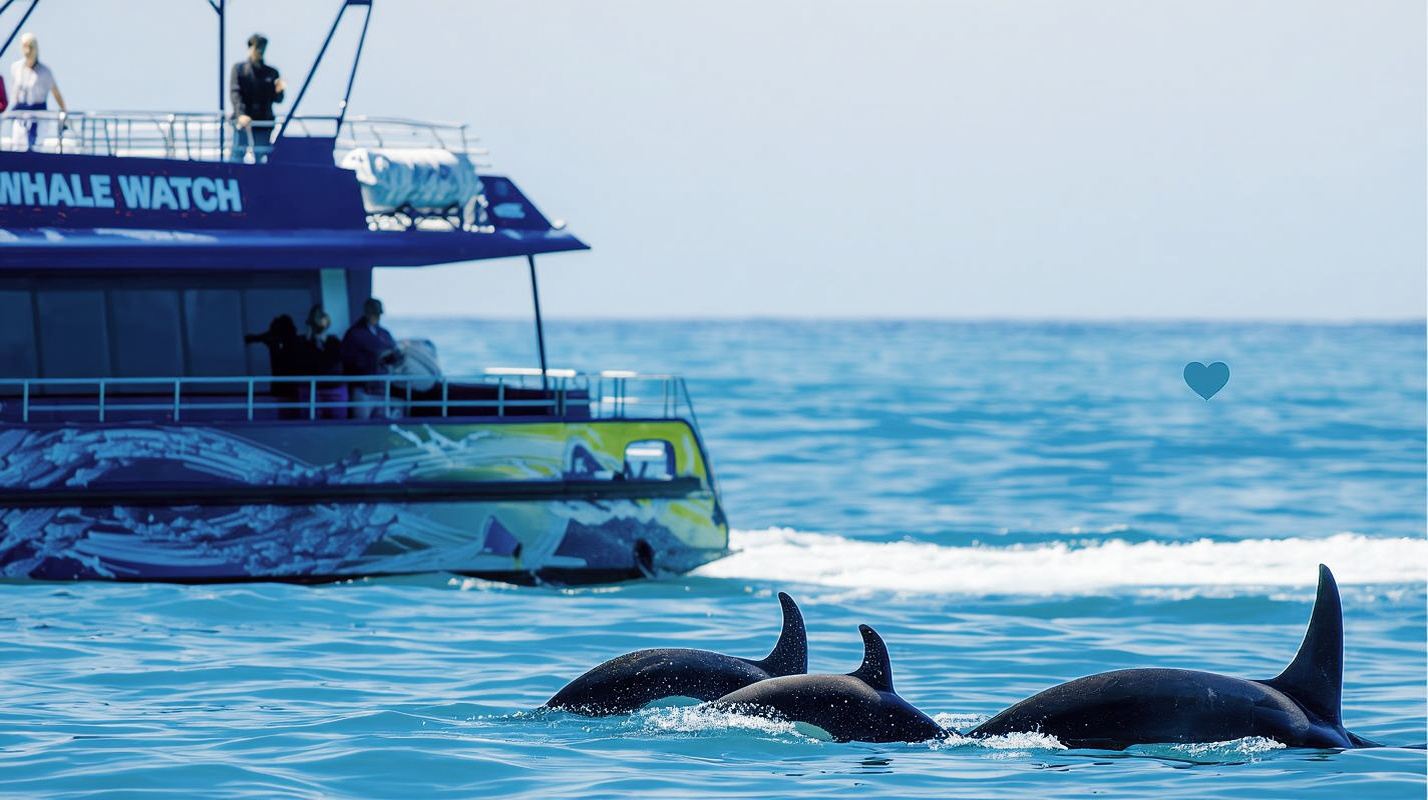 Whale Watching in Kaikoura, New Zealand [Optional Cruise/Flight Tour]