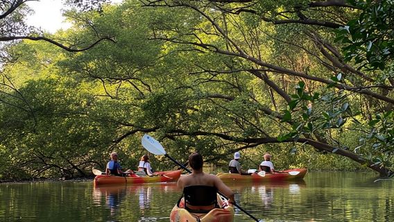 Nosara: Rio Montana Mangrove SUP or Kayak Tour