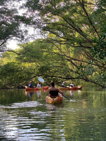 Nosara: Rio Montana Mangrove SUP or Kayak Tour