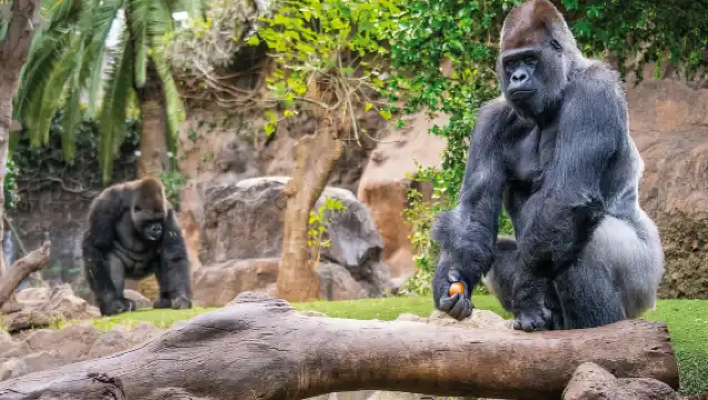 From Gran Canaria: Day Trip to Loro Parque Tenerife