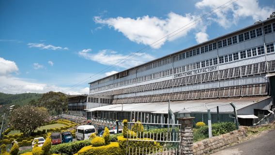 Ella: Lipton's Seat Tour with Dambetanna Tea Factory Visit