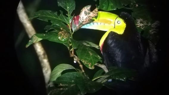 Monteverde Night Tour with a Certified Tour Guide (6 PM or 8 PM)