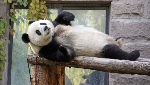 ศูนย์อนุรักษ์หมีแพนด้า + ทัวร์วันงานเลี้ยงหงติงเหยียน: ตั๋ว + รถส่วนตัว