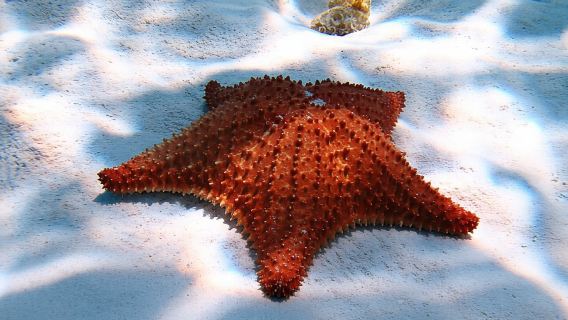 Cozumel Snorkeling Tour: Palancar, Columbia and El Cielo Reefs