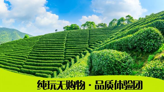 西雙版納大渡崗萬畝茶園一日遊【採茶體驗+火塘烤茶+普洱茶餐】