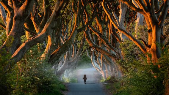 Giant's Causeway + Dark Hedges one-day tour