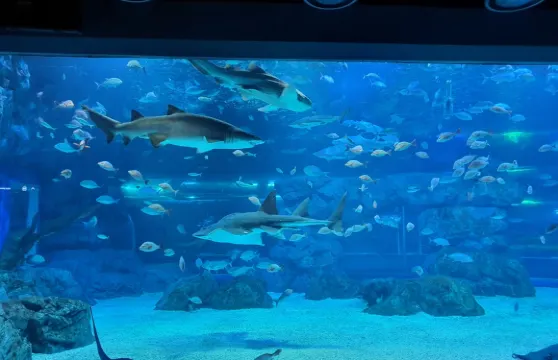 光教Aqua Planet水族館門票大小同價（非韓國國籍）