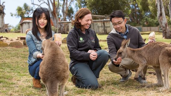 Bonorong Wildlife Park and Richmond Afternoon Tour from Hobart
