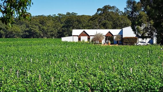 Bodega Upper Reach: Recorrido por la bodega y viñedo de Swan Valley
