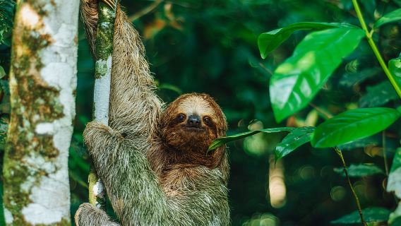 Sloth Tour in La Fortuna and Tortillas Cooking Class