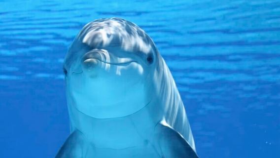 Ft Myers Beach Tiki Pub Fun in the Sun Dolphin Cruise