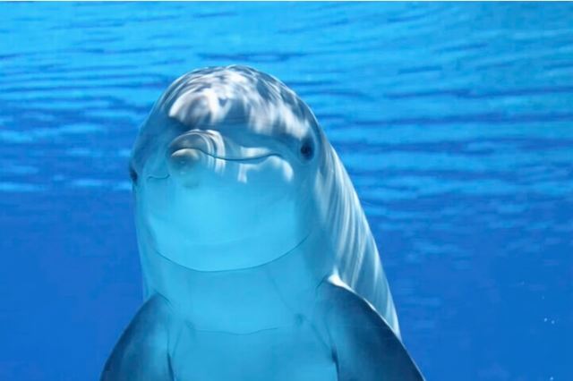 Ft Myers Beach 2 Hour Tiki Pub Fun in the Sun Dolphin Cruise