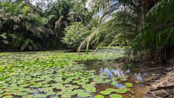 Private Tour to Hike in the Masingini Forest from The Mora Zanzibar