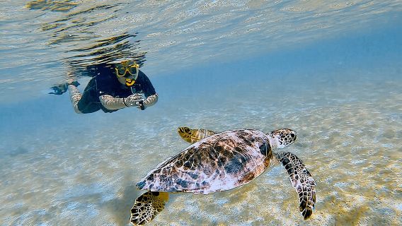 Snorkel with Turtles & see the Flamingos 
