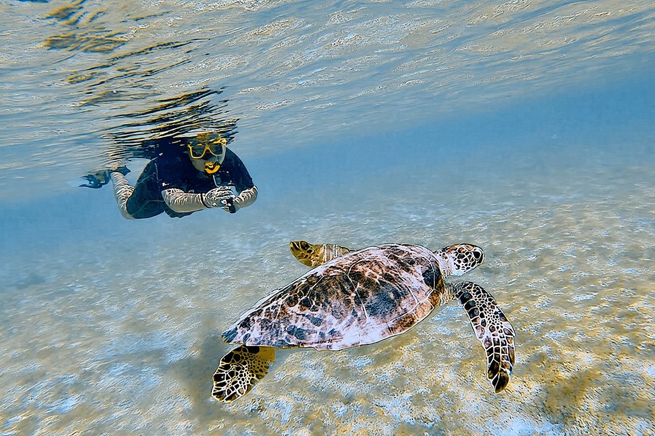Snorkel with Turtles & see the Flamingos