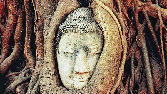 Private car tour of Ayutthaya Lion King Zoo and Wat Mahathat: Upgrade to giraffe photo op and tiger walk