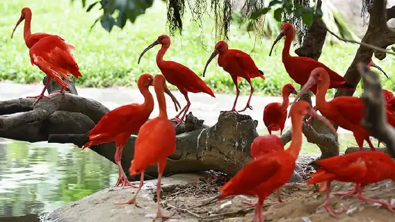 Guangzhou Private Day Tour: Chimelong Safari Park