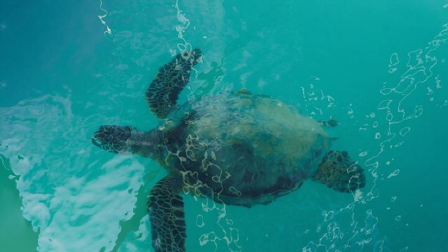 Safari Marino, Delfini, Tartarughe e Crociera a Waikiki