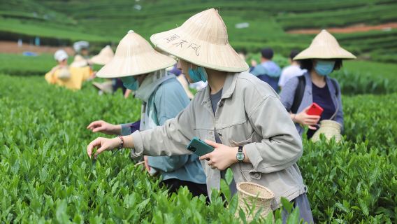 Lawatan setengah hari ke Kampung Teh Longwu Hangzhou termasuk memetik dan menikmati teh, menggoreng teh, serta panduan langsung