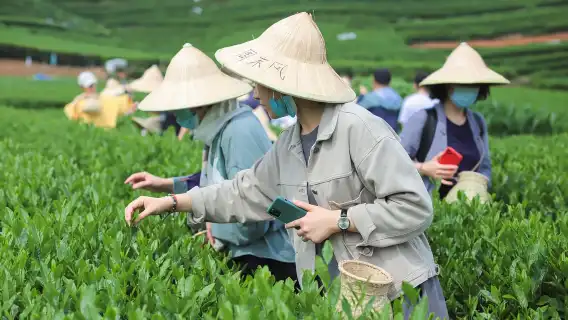 杭州龍塢茶村採茶品茶+炒茶+人工導覽服務半日遊