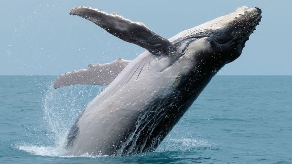 Uvita: Tour de avistamiento de ballenas y delfines - Bahía Ballena