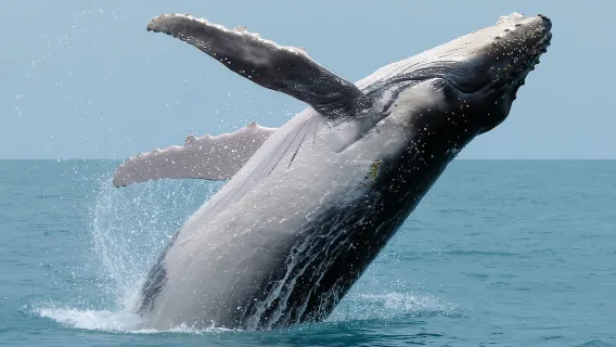 Uvita: Tur Menonton Paus dan Lumba-lumba - Bahia Ballena