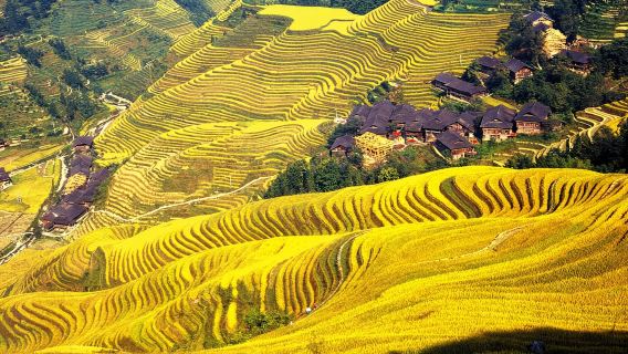 Excursion à la journée aux rizières en terrasses de Longji à Guilin (Service de van professionnel + Billet d'entrée inclus)