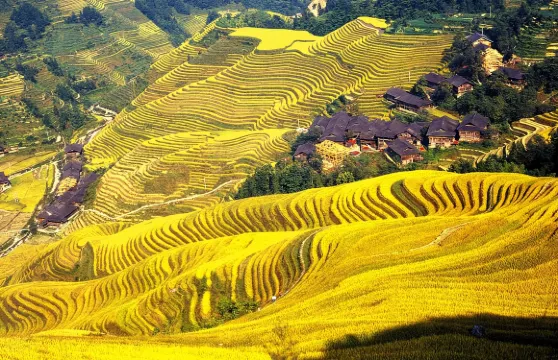 桂林龍脊梯田日遊（商務車服務＋包括門票）