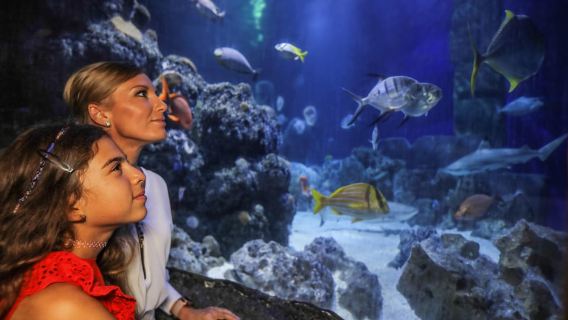 Hannover: Eintrittskarte für SEA LIFE