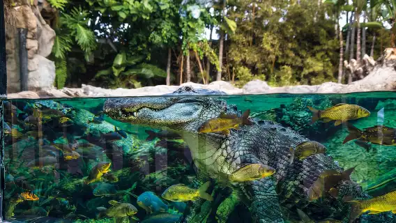 Loro Parque and Siam Park Combined Admission Tickets