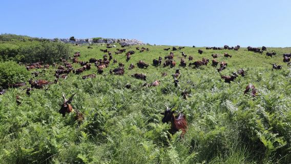 Serra dos Candeeiros : 一個早晨的牧羊人