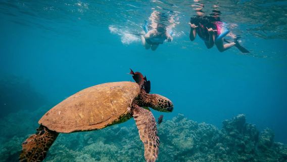 Từ Kihei: Lặn biển ở miệng núi lửa Molokini và thị trấn Rùa