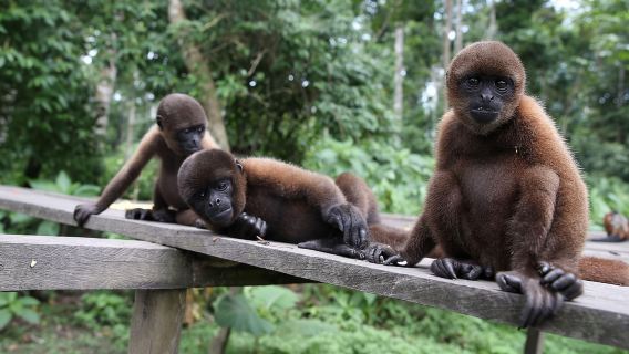 Da Iquitos: Escursione all'Isola delle Scimmie|Giornata intera|