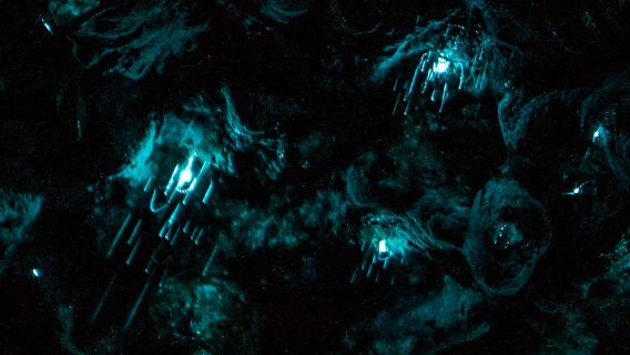 Auckland Glowworm Tour