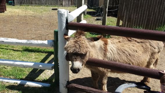 長島野生動物園+復古莊園 1日遊