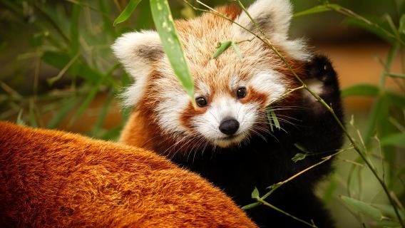 Eintrittskarte für den ZOO Planckendael (Mechelen).