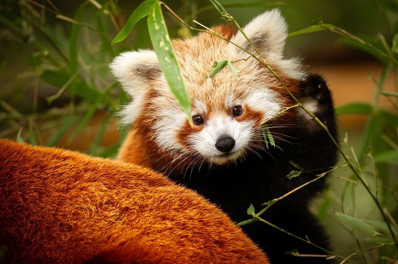 Planckendael (Mechelen) ZOO Entry Ticket