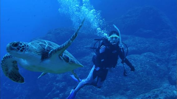 Shizuoka Izu Highlands Diving School Little Ritz