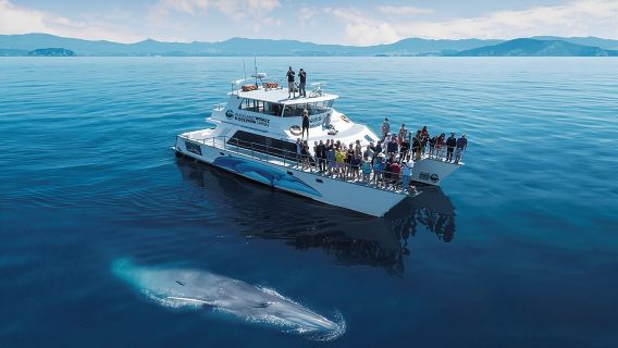 AucklandTravel Services