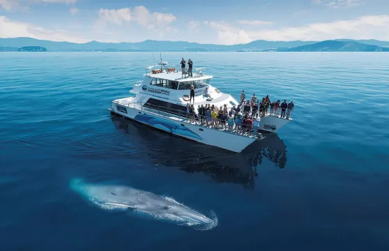 奧克蘭海豚和鯨魚觀賞生態遊輪之旅