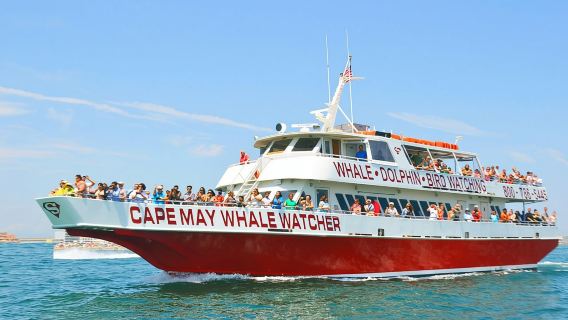 Whale and Dolphin Watching Cruise from Cape May