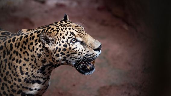 Skip the Line:Day Ticket-La Paz Waterfall Gardens Nature Park & Wildlife Refuge